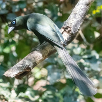 Racket-tailed Treepie